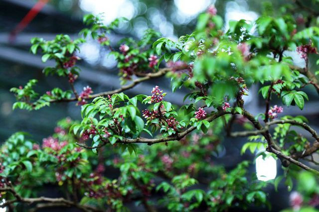 Mặc dù cây khế chỉ còn mỗi bộ rễ nhưng sức sống của cây rất kiên cường. Bộ rễ vẫn liên tục đâm chồi, ra hoa và có trái đều đặn quanh năm. Ảnh: Khám phá.