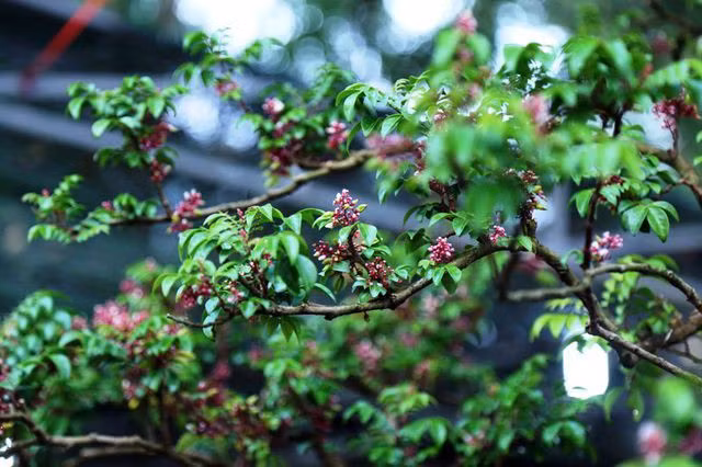 Mặc dù cây khế chỉ còn mỗi bộ rễ nhưng sức sống của cây rất kiên cường. Bộ rễ vẫn liên tục đâm chồi, ra hoa và có trái đều đặn quanh năm. Ảnh: Khám phá.