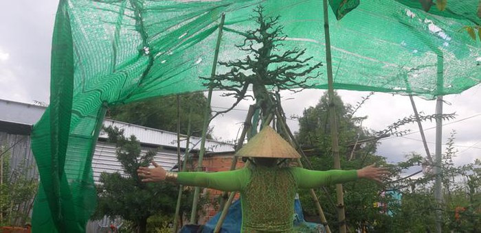 Từ lúc đưa vào chậu tới lúc thành hình dáng đẹp như hiện tại mất khoảng 50 năm nên dù có khách trả tới 500 triệu cho cây mai này nhưng chủ nhân chưa bán. Ảnh: Người lao động.