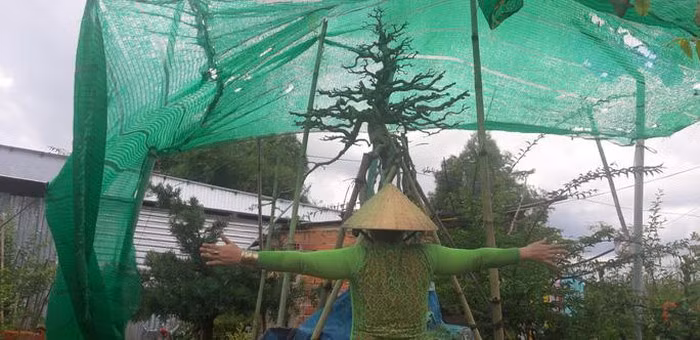 Từ lúc đưa vào chậu tới lúc thành hình dáng đẹp như hiện tại mất khoảng 50 năm nên dù có khách trả tới 500 triệu cho cây mai này nhưng chủ nhân chưa bán. Ảnh: Người lao động.