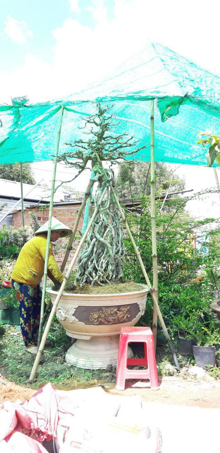 Nhiều người nhận định, cây mai này có tuổi thọ khoảng 200 năm, 1,75 m, chiều rộng tán cây 1,4 m. Ảnh: Người lao động.