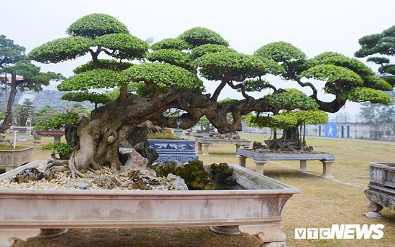 Đây là cây duối cổ hơn trăm tuổi, mang thế độc "Long đàn Phượng vũ" của ông Vũ Văn Mai (Vĩnh Tường - Vĩnh Phúc). Ảnh: VTC.