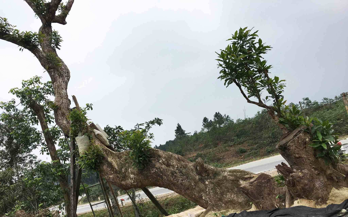 Thân dưới cây có hình thù khá kỳ dị, không tròn trịa như những thân cây thông thường mà dẹt như sống lưng con lạc đà. Dọc thân có những khối u. Ảnh: Vietnamnet.