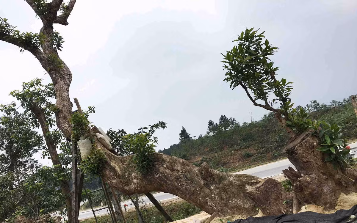 Thân dưới cây có hình thù khá kỳ dị, không tròn trịa như những thân cây thông thường mà dẹt như sống lưng con lạc đà. Dọc thân có những khối u. Ảnh: Vietnamnet.