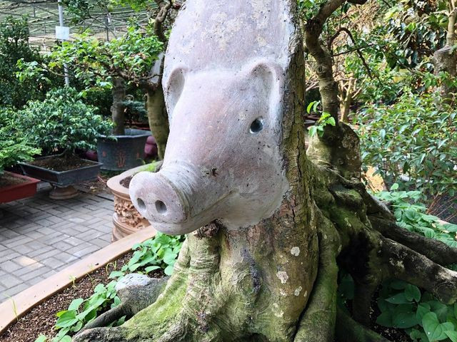 Cây khế cổ có hình đầu heo “độc nhất vô nhị” từng được rao bán với giá 500 triệu đồng. Ảnh: Khám phá.