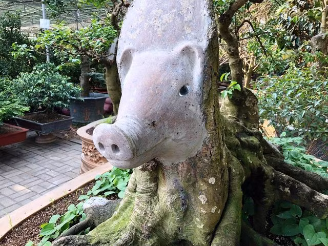 Cây khế cổ có hình đầu heo “độc nhất vô nhị” từng được rao bán với giá 500 triệu đồng. Ảnh: Khám phá.