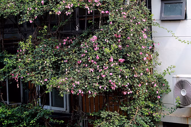 Cây hoa giấy giúp bên trong ngôi nhà ít bụi hơn, lại mát mẻ. Vào mùa hè, gia đình ít khi phải sử dụng điều hoà. Ảnh: Baotintuc. Video: Dân Sài thành ‘tiếc’ biệt thự Pháp bị phá dỡ. Nguồn: VTC14