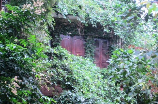 Đủ các loại dây leo bám kín khu vực cửa sổ tạo hình thù độc đáo. Ảnh: Vietnamnet.