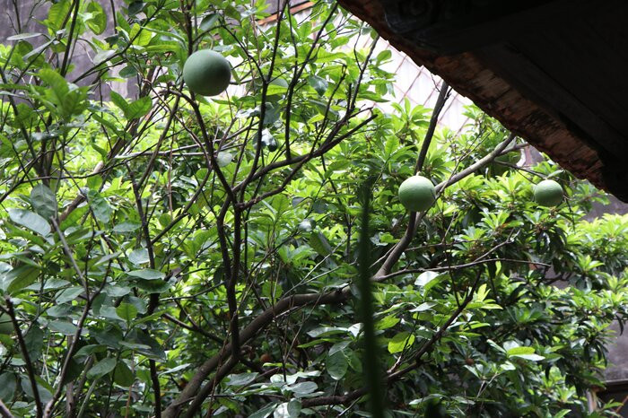 Trong khu vườn hiện còn rất nhiều gốc cây cổ thụ được trồng từ 70 - 80 năm trước. Ảnh: Saostar.