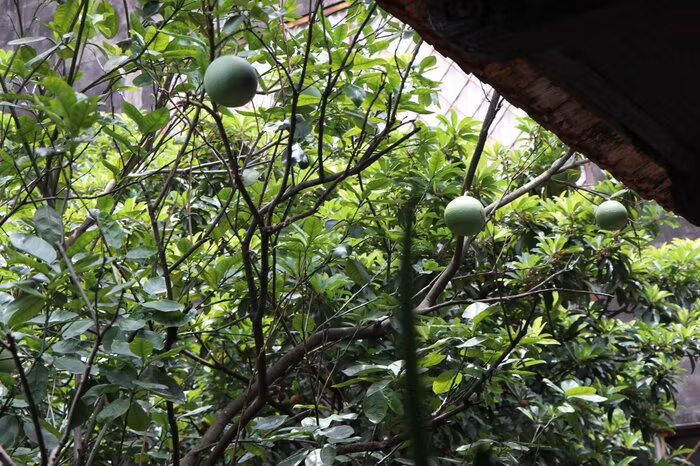 Trong khu vườn hiện còn rất nhiều gốc cây cổ thụ được trồng từ 70 - 80 năm trước. Ảnh: Saostar.