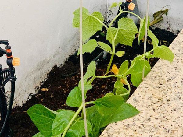 Bên cạnh đó, nam MC Đại Nghĩa còn tận dụng các góc nhà làm vườn thổ canh.