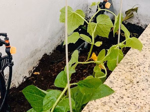 Bên cạnh đó, nam MC Đại Nghĩa còn tận dụng các góc nhà làm vườn thổ canh.