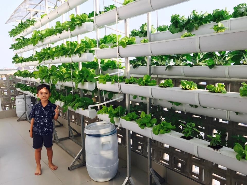 Xung quanh vẫn có độ thoáng để rau phát triển tươi tốt.