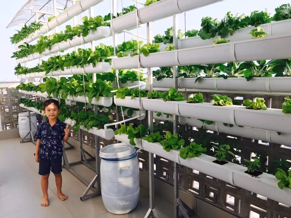 Xung quanh vẫn có độ thoáng để rau phát triển tươi tốt.