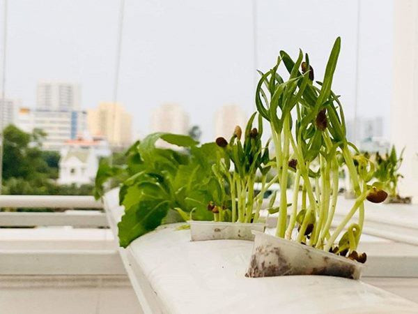 Dù mới trồng nhưng rau đã phát triển tốt.