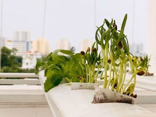 Dù mới trồng nhưng rau đã phát triển tốt.