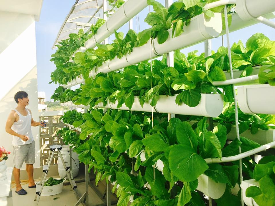 Lý Hải cho biết, trồng rau thủy canh tốn ít công sức chăm sóc, thời gian thu hoạch cũng nhanh hơn trồng thổ canh. Nguồn ảnh: FBNV.