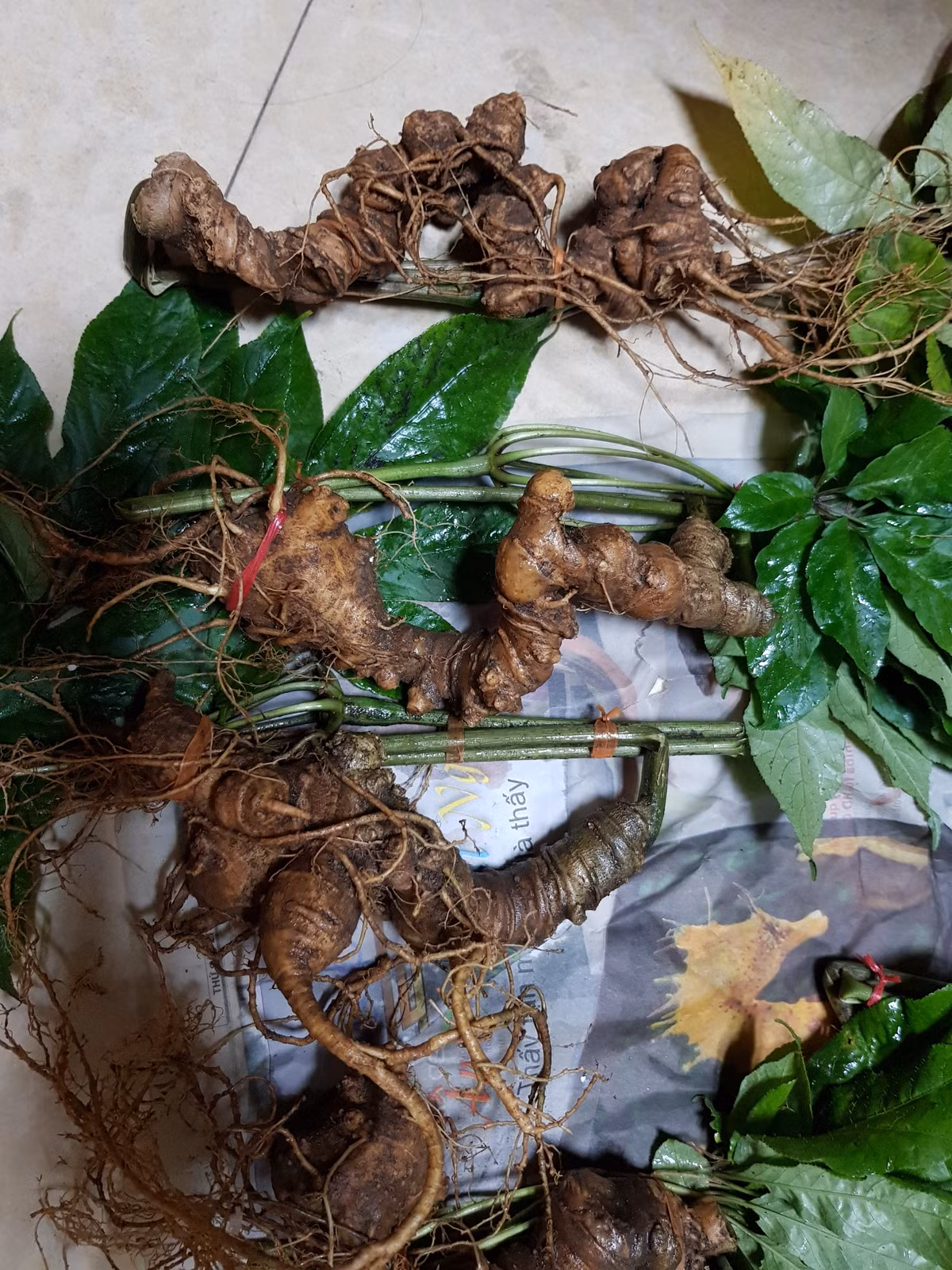 Ngoài ra, các loại dược liệu quý hiếm như sâm Ngọc Linh, sâm tươi Hàn Quốc...cũng nằm trong tằm mắt của giới nhà giàu. Ảnh: Internet.