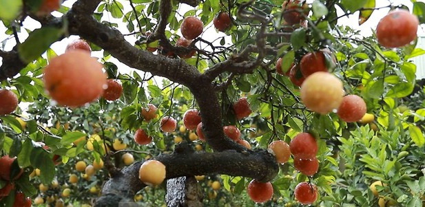 Dịp Tết Nguyên đán Canh Tý 2020, nhà vườn ở Hưng Yên cho ra mắt bonsai chanh đào độc đáo có giá hơn 10 triệu đồng. Ảnh: Tiền phong.