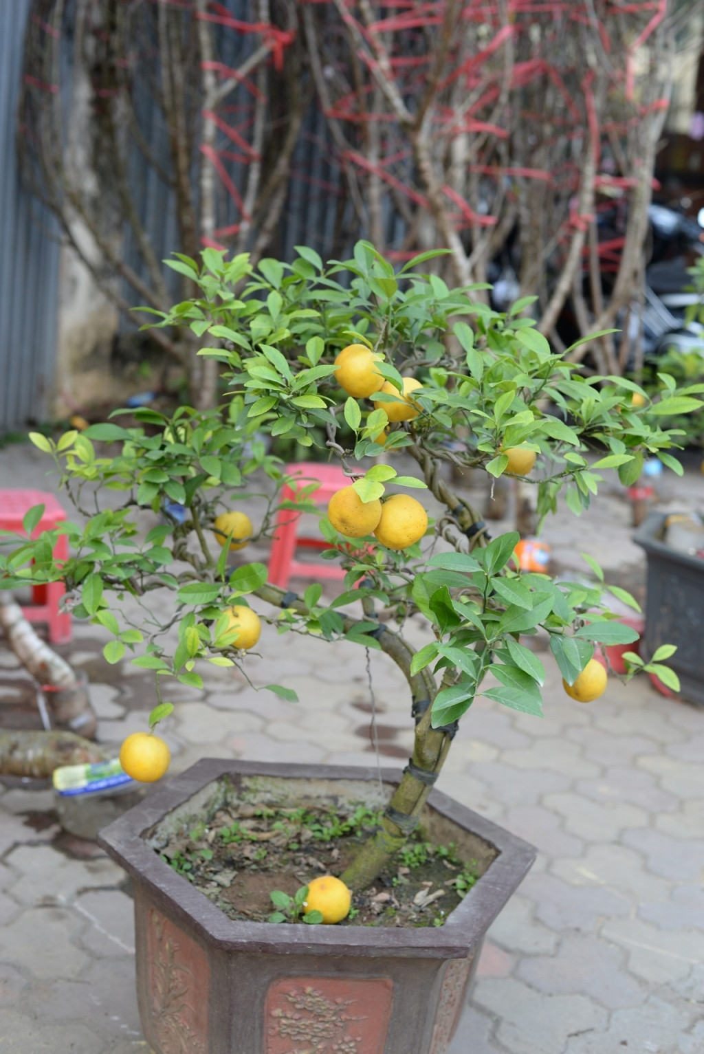 Những chậu chanh vàng phú quý tạo dáng bonsai đặc biệt có giá bán từ 2-50 triệu đồng/gốc. Ảnh: Tintucvietnam.