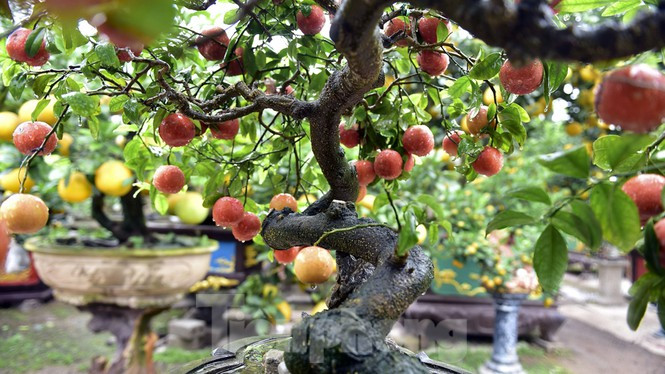 Không chỉ đẹp mắt, chanh đào ghép cần thăng còn có thể trưng tết đến tháng 3 âm lịch. Ảnh: Tiền phong.