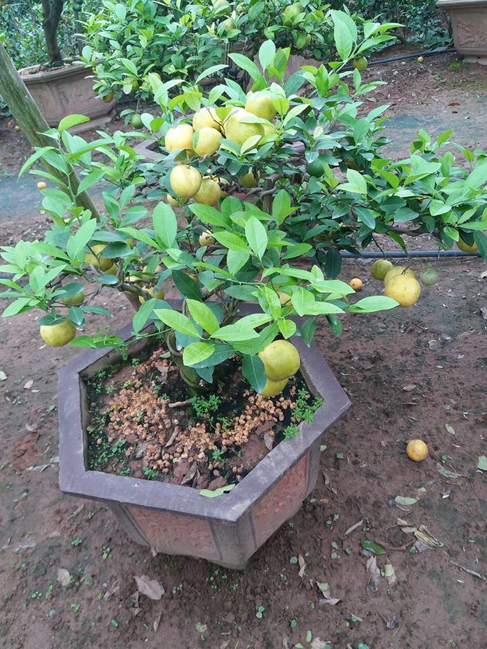 Bonsai chanh vàng thường cao từ 30 cm đến gần 2m. Ảnh: Chanh vàng bonsai.