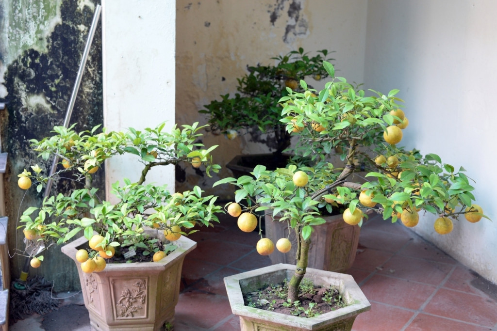 Giá chanh vàng bonsai không phụ thuộc vào kích cỡ mà phụ thuộc vào thế của cây. Ảnh: Tintucvietnam.