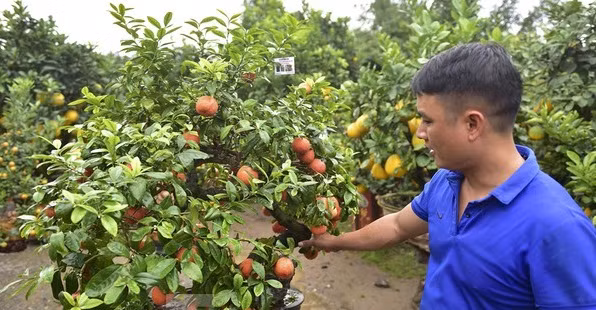Chanh đào được ghép trên cây cần thăng lâu năm. Được biết, người trồng phải chăm sóc khoảng 3 năm mới cho ra cây phục vụ người dân chơi Tết. Ảnh: Tiền phong.