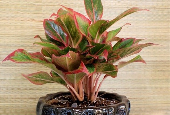 Nhung loai cay canh giup cong viec hanh thong, may man