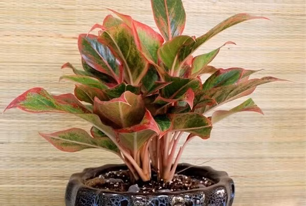 Nhung loai cay canh giup cong viec hanh thong, may man