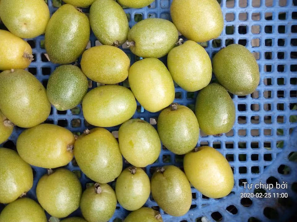 Tuy nhiên, giá nhót xanh được rao bán với nhiều mức giá khác nhau.