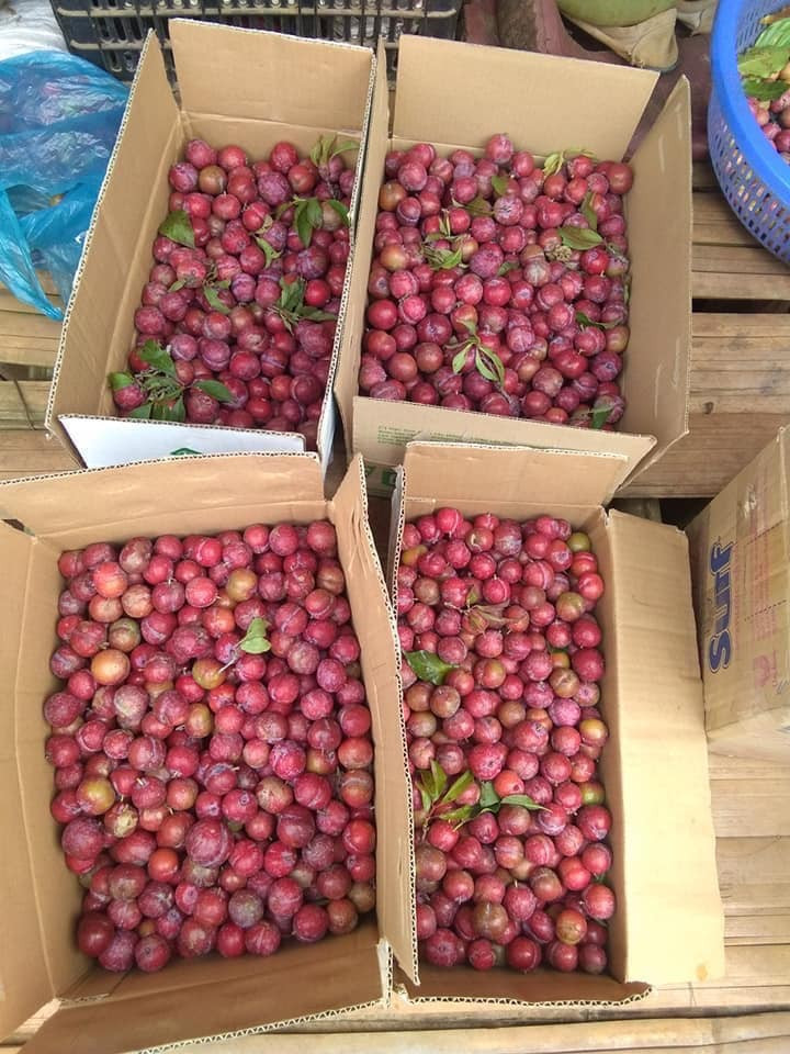 Theo người bán, đây là mận hậu Mộc Châu (Sơn La) trái mùa nên quả nhỏ, không được to nhưng giòn giòn chua chua.