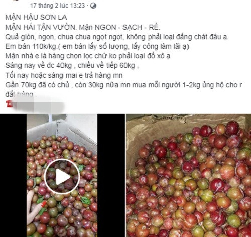 Ngoài nhót xanh, những ngày cuối tháng 2 chợ mạng cũng sôi động với mận hậu trái mùa với giá từ 60.000 - 120.000 đồng/kg.