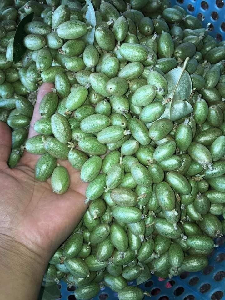 Bắt đầu từ sau Tết Nguyên đán đến nay, trên chợ mạng cũng như dọc các tuyến phố ở Hà Nội xuất hiện nhiều người bán nhót xanh.