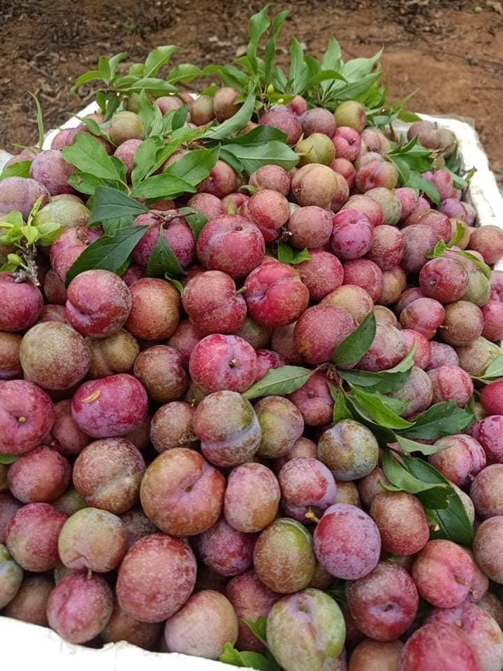 Thậm chí, có khách hàng bỏ ra vài trăm nghìn để mua vài kg mận ăn cho đỡ thèm.