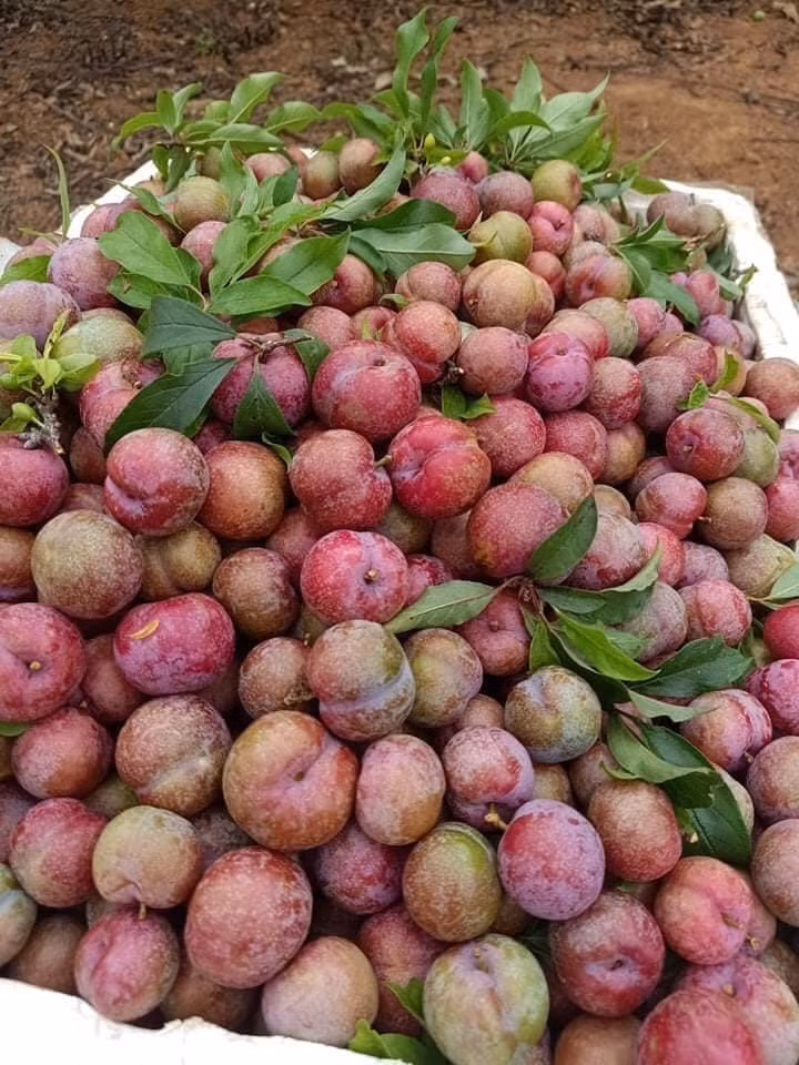 Thậm chí, có khách hàng bỏ ra vài trăm nghìn để mua vài kg mận ăn cho đỡ thèm.