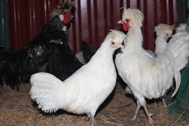 Dù có tên gọi là Ba Lan nhưng gà Ba Lan có nguồn gốc từ Hà Lan và phổ biến ở châu Âu. Ảnh: Vuonchimviet.