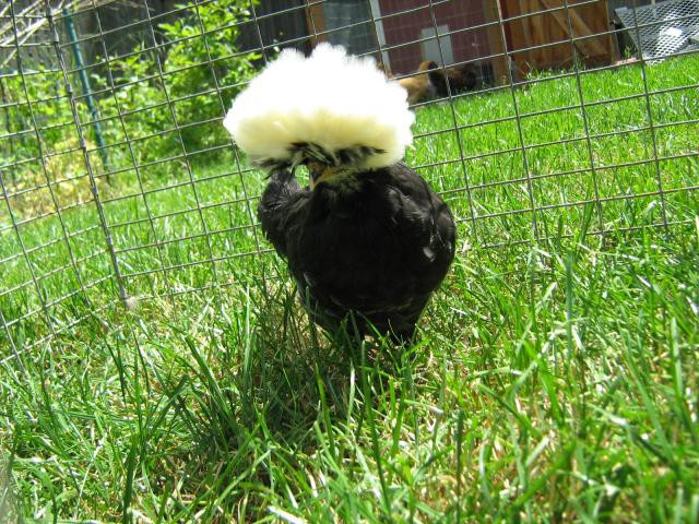 Năm 1999, khi kỹ thuật lai tạo gia cầm tiến một bước xa, giống gà Ba Lan lông xanh ra đời, đẩy số câu lạc bộ gà này lên rất cao. Ảnh: Printest.