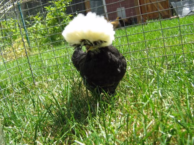 Năm 1999, khi kỹ thuật lai tạo gia cầm tiến một bước xa, giống gà Ba Lan lông xanh ra đời, đẩy số câu lạc bộ gà này lên rất cao. Ảnh: Printest.