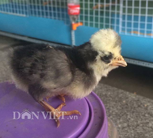 Ngay từ khi mới nở gà Ba Lan giống con đã có nhú mào lông trên đầu. Ảnh: Dân Việt.