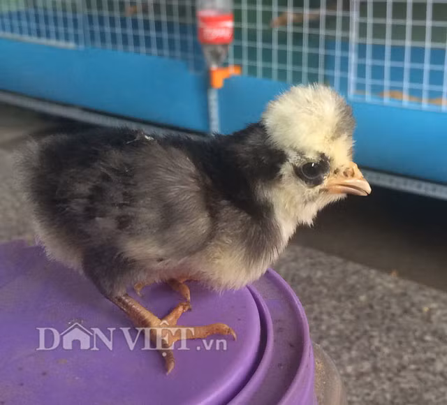 Ngay từ khi mới nở gà Ba Lan giống con đã có nhú mào lông trên đầu. Ảnh: Dân Việt.