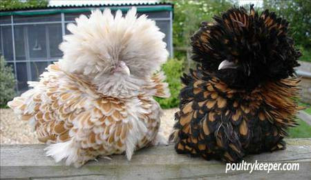 Tại một số khu vực nông thôn của Ba Lan, Hungary hay Cộng hoà Séc, người ta nuôi gà Ba Lan để làm gà chọi trong những dịp lễ đầu xuân hoặc nuôi làm cảnh. Ảnh: Printest.