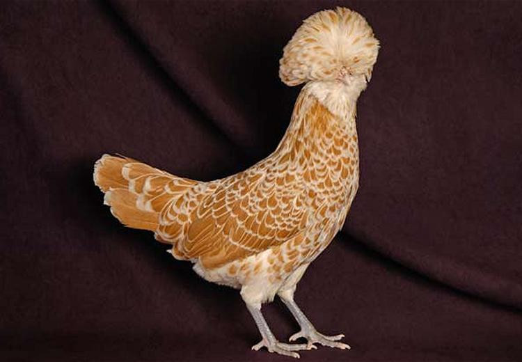 Trong thế giới loài gà, gà Ba Lan là một trong những loại được sưu tầm và ưa chuộng nhất hiện nay trên thế giới. Tại Việt Nam, gà Ba Lan nhập về từ vài năm trước và đã được nhân giống thành công. Ảnh: Hatthocvang.