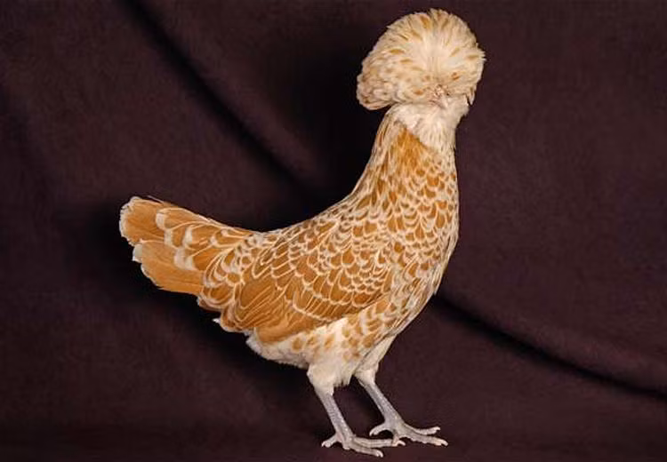 Trong thế giới loài gà, gà Ba Lan là một trong những loại được sưu tầm và ưa chuộng nhất hiện nay trên thế giới. Tại Việt Nam, gà Ba Lan nhập về từ vài năm trước và đã được nhân giống thành công. Ảnh: Hatthocvang.