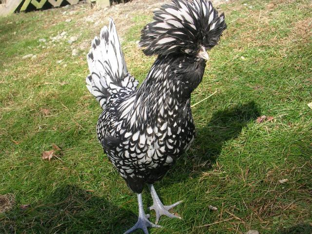 Tại Mỹ có hơn 200 câu lạc bộ chuyên nuôi gà đầu "nở hoa" và thường xuyên tham dự những cuộc thi gà đẹp hàng năm tại bang Texas. Người Mỹ từng sử dụng kỹ thuật ghép gen để tạo những con gà Ba Lan ngũ sắc hay có mào rất dài hoặc có bộ lông vàng óng. Ảnh: Printest. Video: Chiêm ngưỡng gà “mặt quỷ” đắt nhất thế giới. Nguồn: VTC16