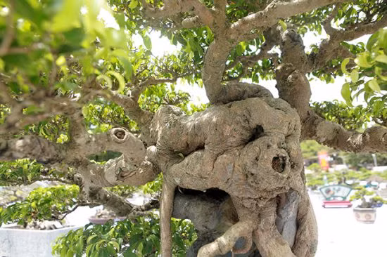 Tác phẩm được nghệ nhân sáng tác từ một cây sanh có tuổi thọ trên 100 năm tuổi và cấy ghép trên đá. Ảnh: Dân Việt.