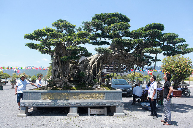 Tại triển lãm cây cảnh Tam Chúc (Ba Sao, Hà Nam) năm 2019, một cây sanh bonsai "khổng lồ" có hình thù kì quái khiến du khách và giới chơi cây cảnh choáng ngợp. Ảnh: Dân Việt.