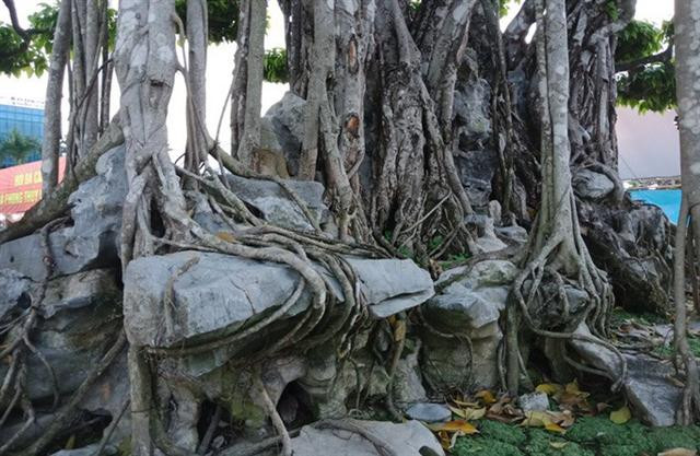 Cũng theo chủ nhân của cây sanh, đó là số tiền do mọi người xem định giá thôi chứ bản thân ông không đưa ra giá đó. Ảnh: Vietnamnet.