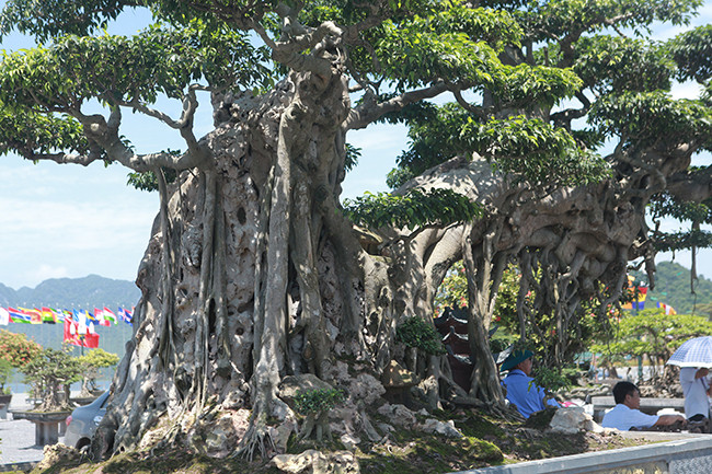 Cây cao khoảng 3m, chiều dài hơn 4m, đường kính gốc gần 2m, gồm một gốc lớn và một thân dáng hoành, một thân dáng trực hơi xiêu. Ảnh: Dân Việt.