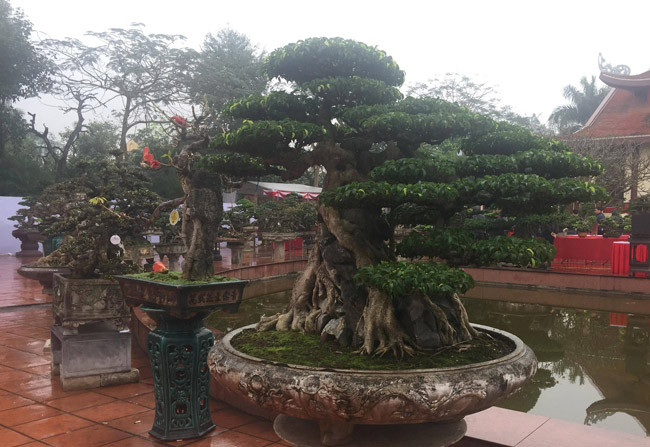 Có thông tin cho rằng, cây sanh cổ này vào năm 2006 từng được định giá lên tới cả triệu USD, gấp 1,5 lần cây "mâm xôi con gà" từng khiến giới chơi cây phát cuồng trong cuộc triển lãm cây nhân dịp 1.000 năm Thăng Long - Hà Nội. Ảnh: Dân Việt.